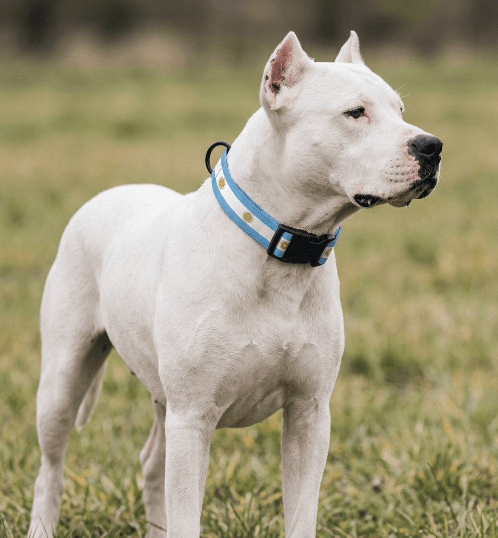 Argentina Collar — hand-stitched in Argentina's flag colors