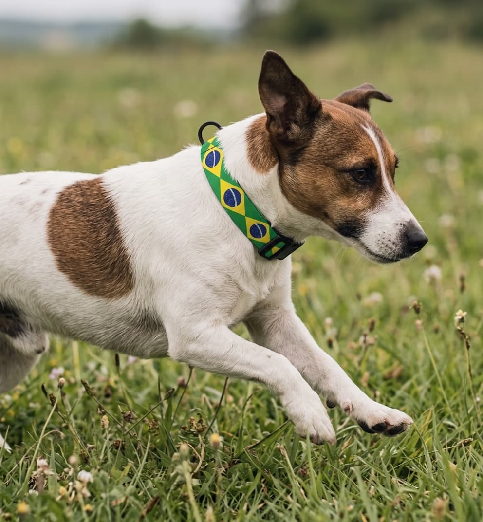 Brazil Collar — hand-stitched in Brazil's flag colors