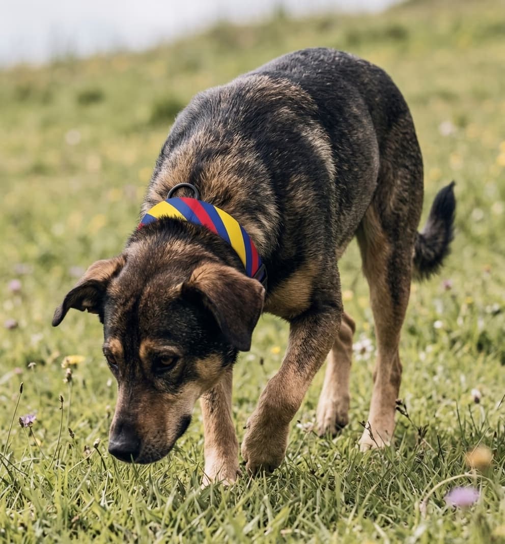 Colombia Collar — hand-stitched in Colombia's flag colors