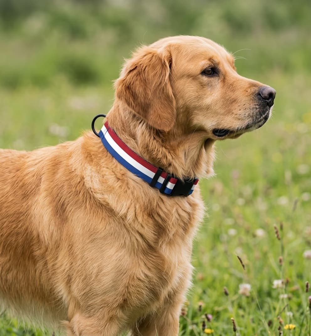 Netherlands Collar — hand-stitched in Netherlands's flag colors