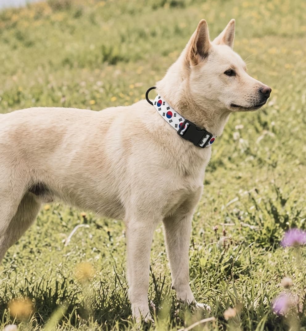 South Korea Collar — hand-stitched in South Korea's flag colors