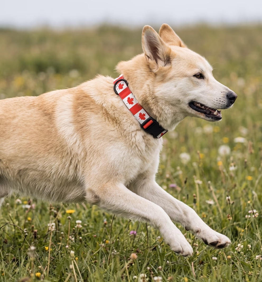 Canada Collar — Amu Country Series, view 1 of 3